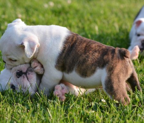 englishbulldogpuppiescontent8